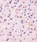 PCNA Antibody (C-term) [Knockout Validated]